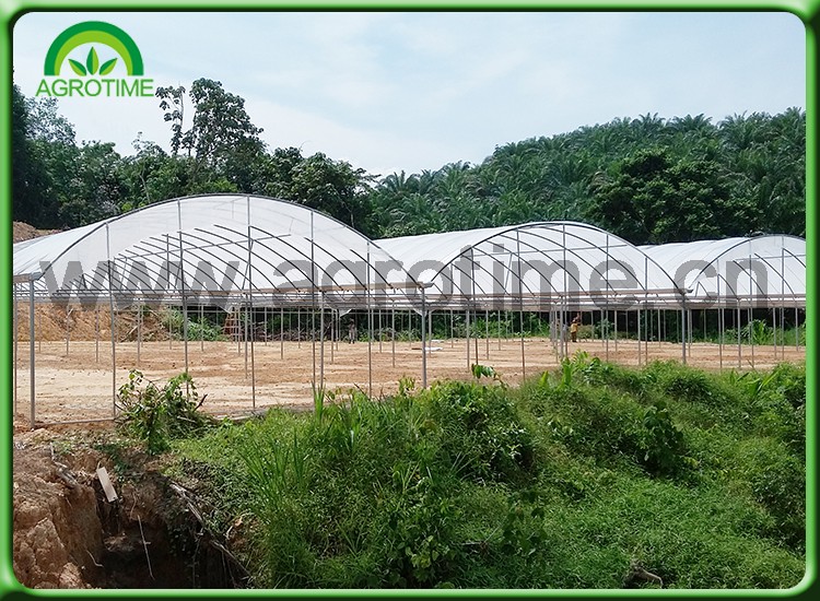 low budget greenhouse.jpg