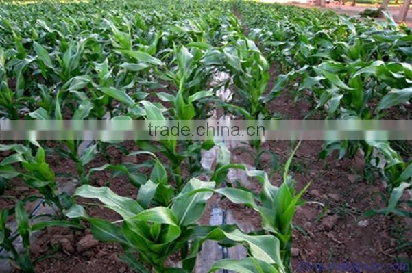 PE Raw material flat emmiter drip tape manufacture with irrigation dripline in China for Agriculture