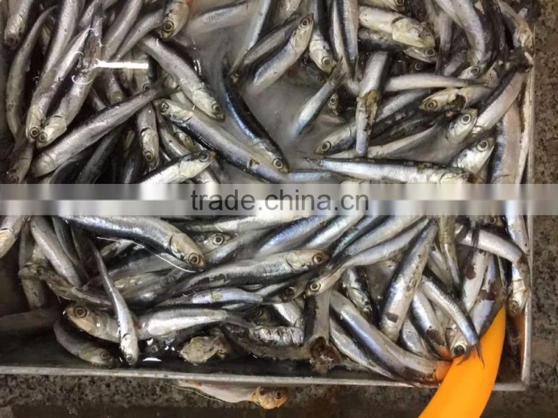 Frozen Anchovy (Engraulis Japonicus)