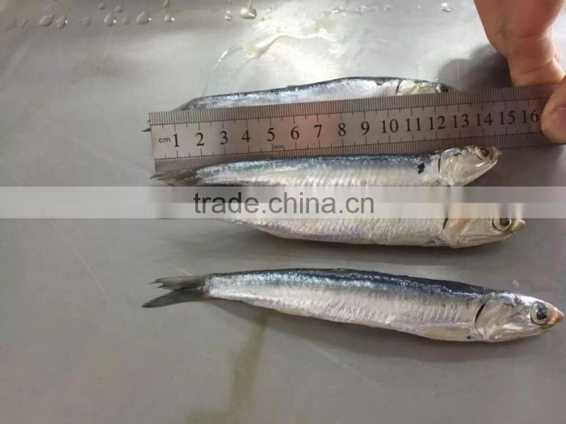 Frozen Anchovy (Engraulis Japonicus)