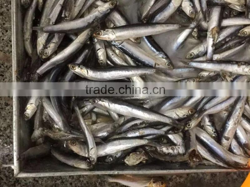 Frozen Anchovy (Engraulis Japonicus)