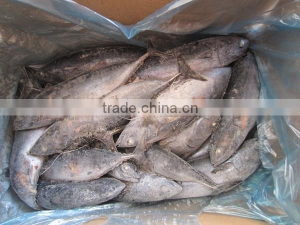 New Arrival Frozen Bonito Whole Round (1.5kg Up)
