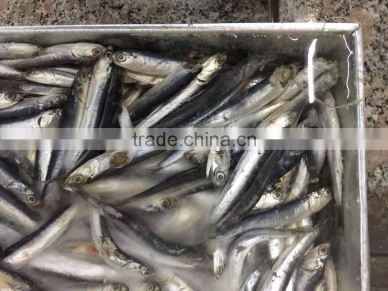 Frozen Anchovy (Engraulis Japonicus)