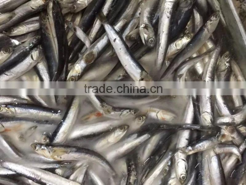 Frozen Anchovy (Engraulis Japonicus)