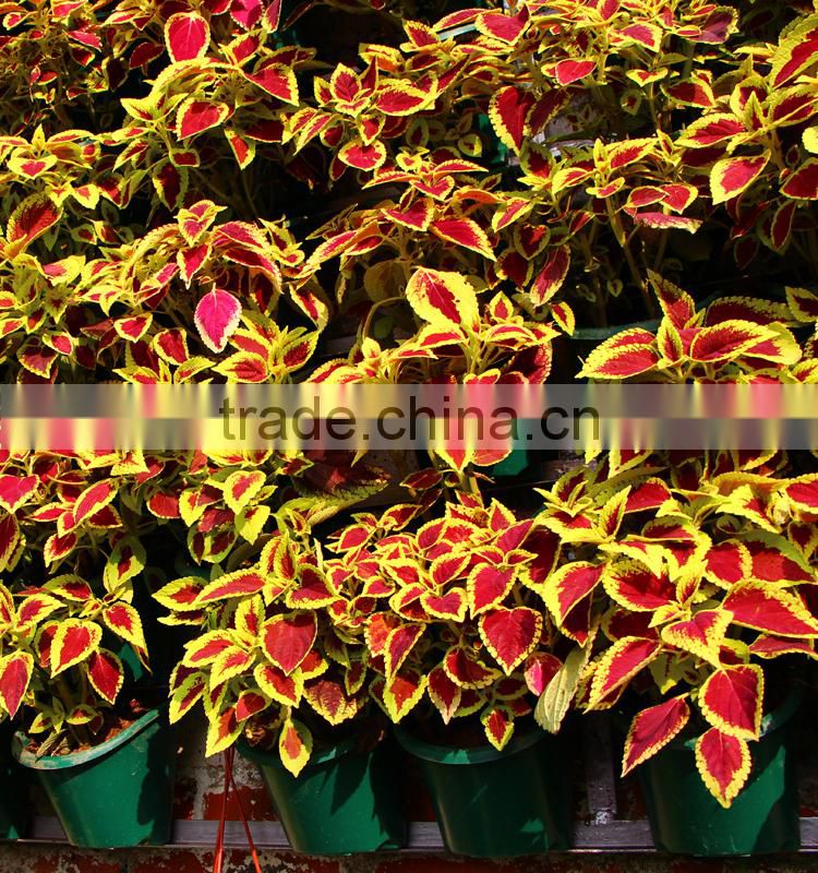 PG135 plastic Living wall planter box