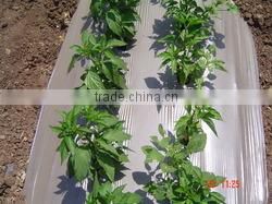 Agricultural Mulch Film