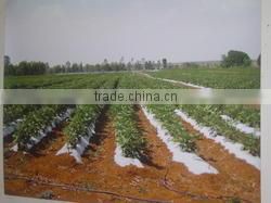 Agricultural Mulch Film