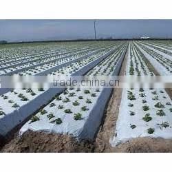 Agriculture Plastic Mulch film