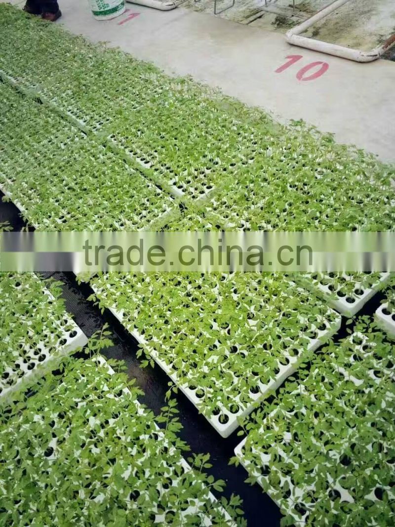 grow seeds planting phenolic resin soilless culture substrates