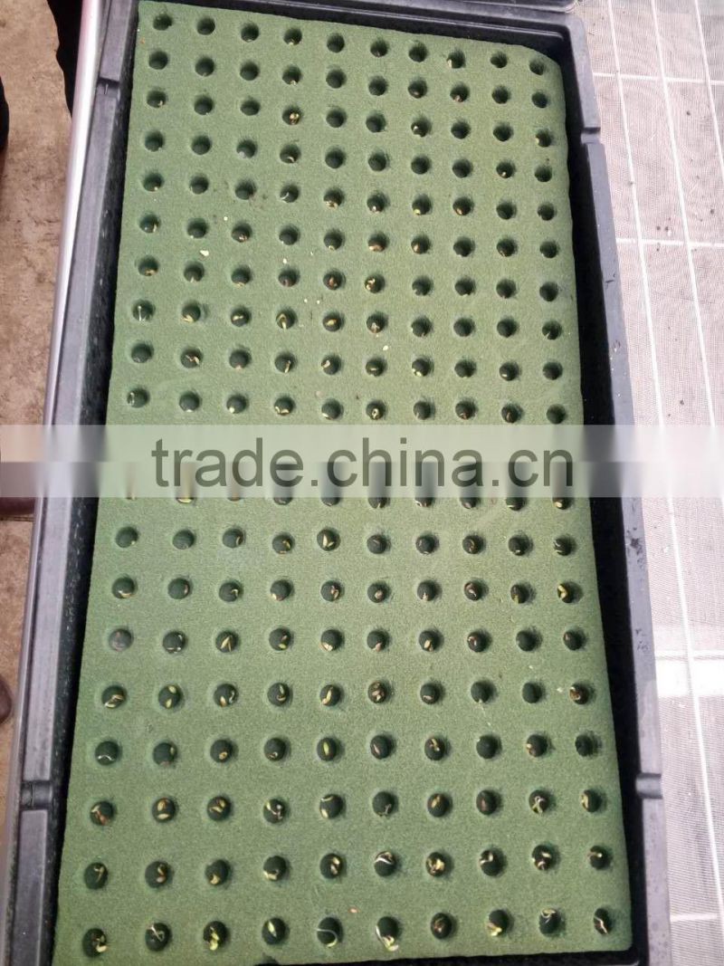 grow seeds planting phenolic resin soilless culture substrates