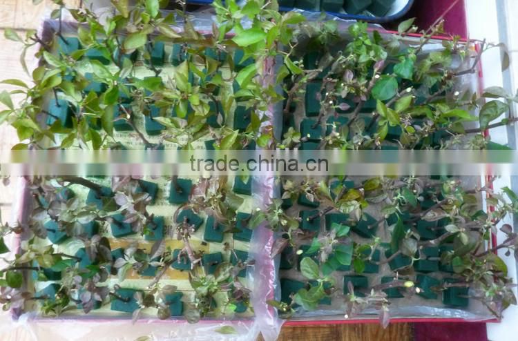 grow seeds planting phenolic resin soilless culture substrates