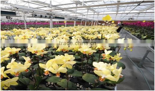 Herbs and Flower Greenhouse