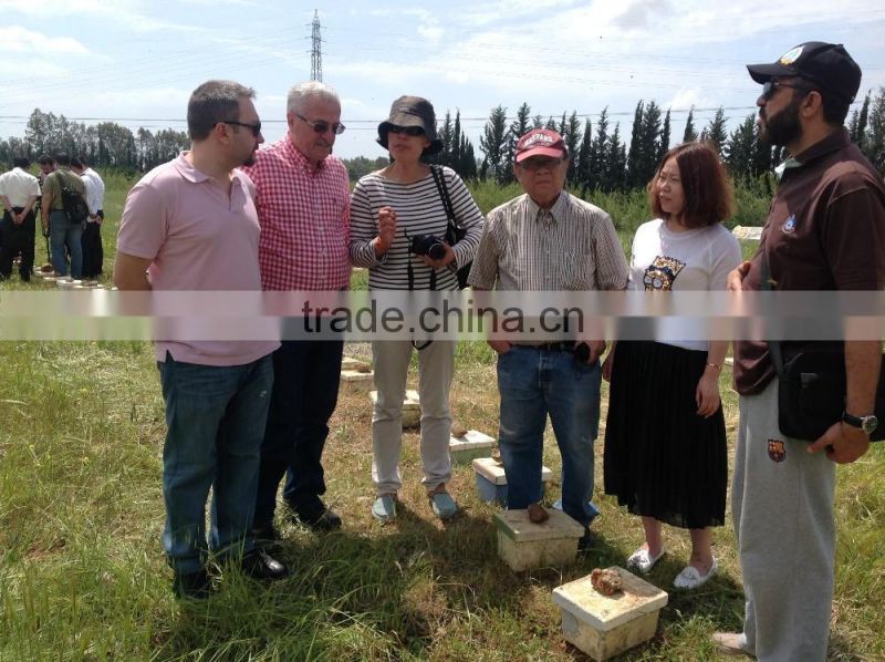 Nutrition supplements pure bees pollens powder raw material for making bee pollen capsule