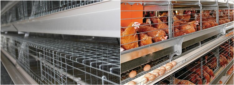 Chicken Hen cage.jpg