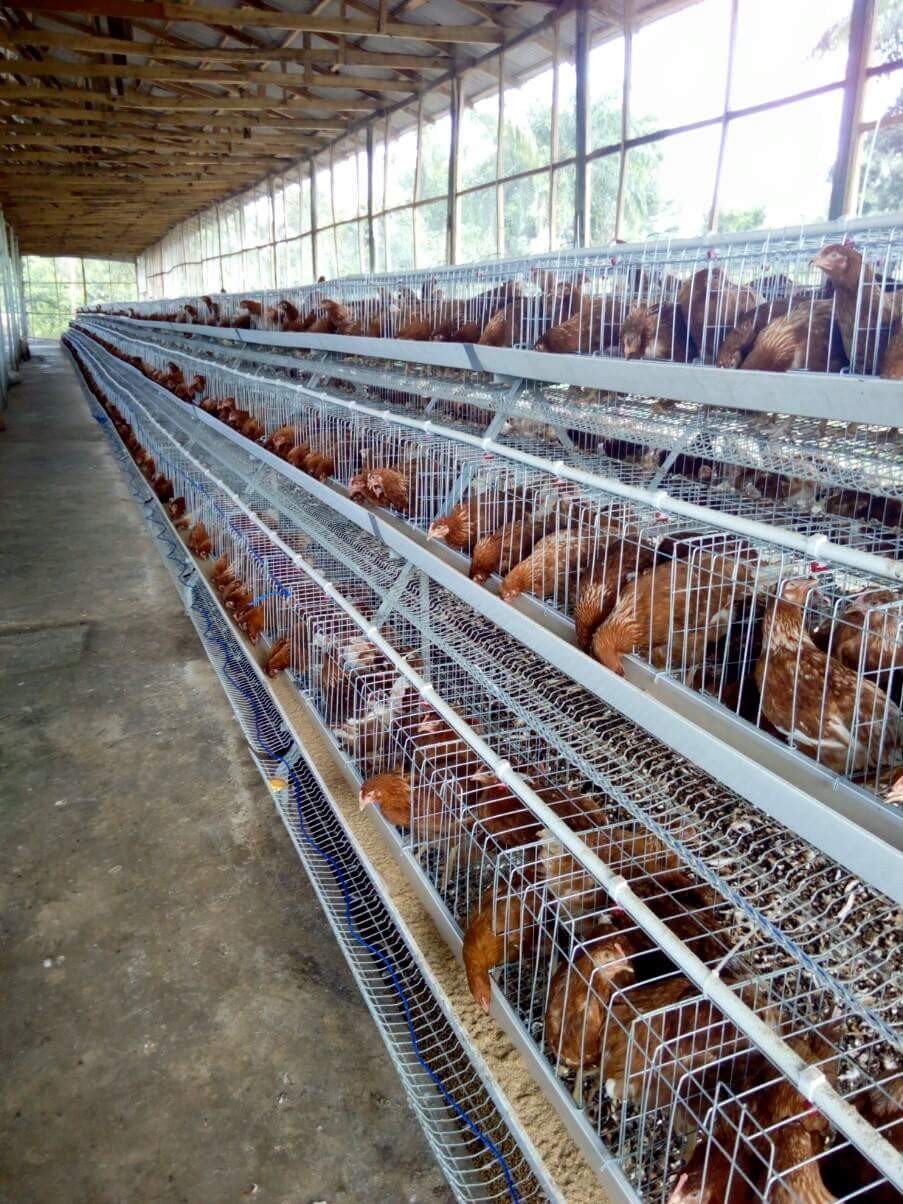 commercial poultry farming layer battery chicken cage for sale