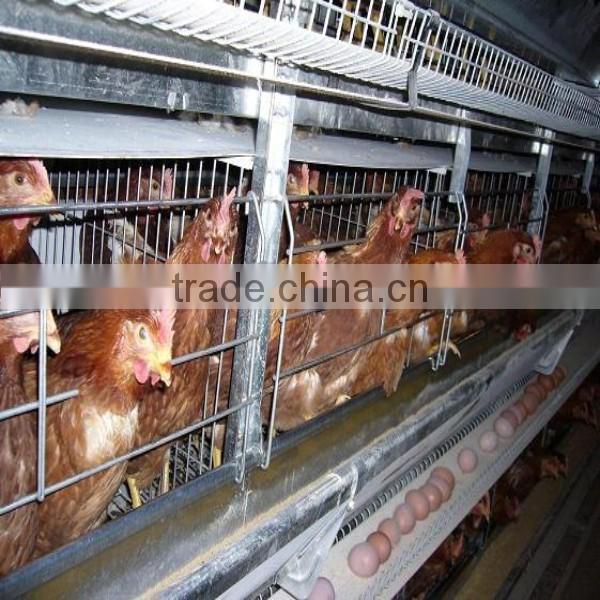 China alibaba Automatic system for H TYPE chicken breeding cage/chicken layer cage