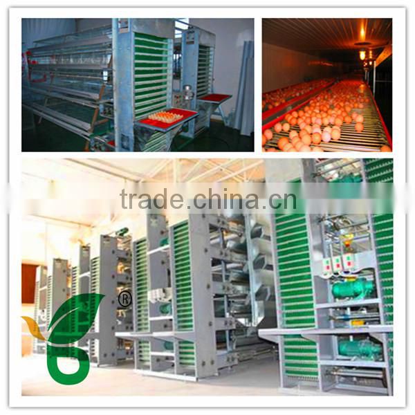 Full Automatic egg collector with egg collection belt for poultry farm