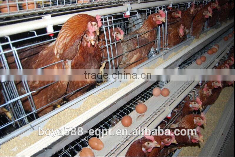 la raccolta automatica delle uova