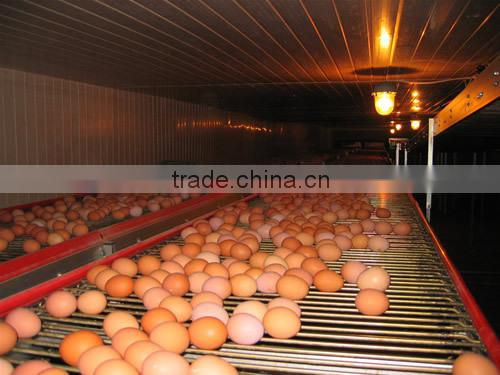full automatic egg collect machine for chicken farming
