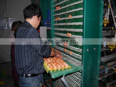 la raccolta automatica delle uova