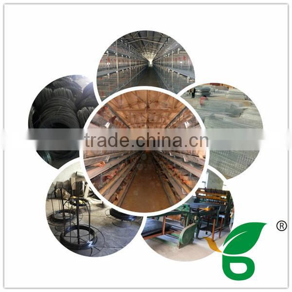 full automatic egg collection system