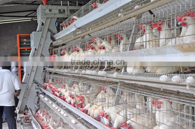 automatic poultry nipple drinker