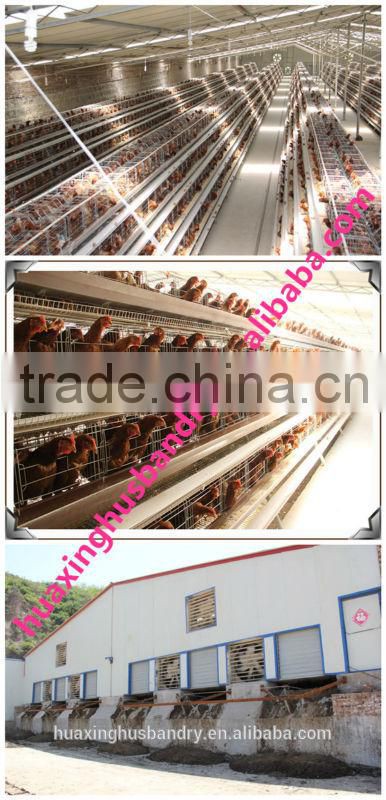 commercial chicken wire mesh cage with auto-equipments