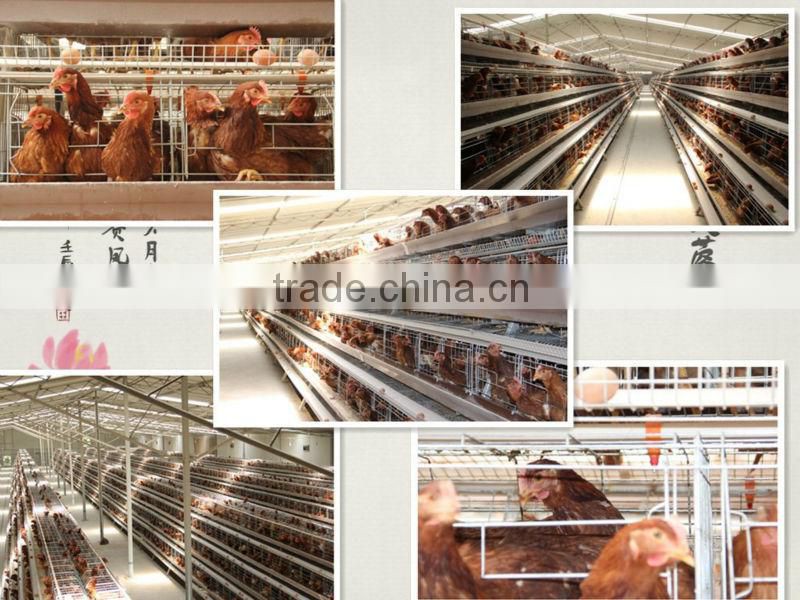 Egg collection laying hen cage/cheap battery layer chicken cage