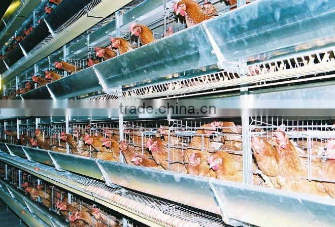 automatic chicken cage
