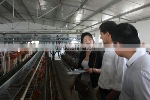 Leading quality Poultry House Cage designed for Kenya 15000 birds