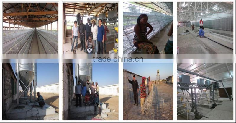 Automatic Poultry Layer Chicken Breeding Equipment for chiken feed line