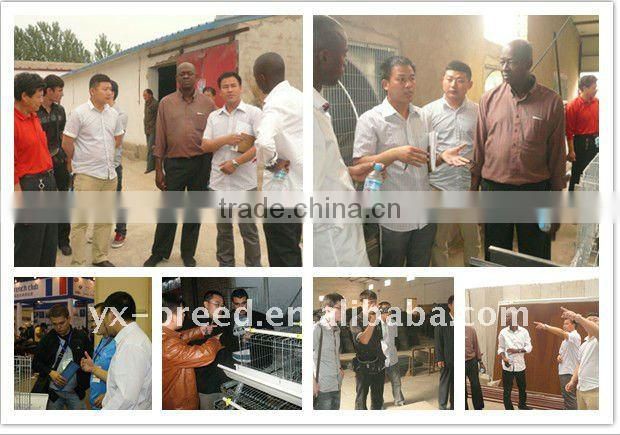 Large chinese manufacture Chicken Coop with galvaniizng surface