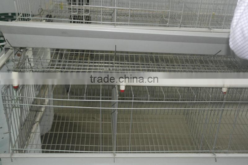 20000 Layer Farm Equipment large scale automatic project