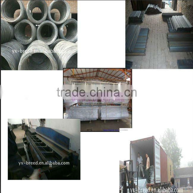 African Hen Farming Cages with automatic manure/feeder system