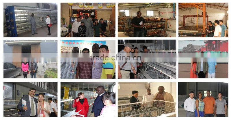 Automatic Poultry Layer Chicken Breeding Equipment for chiken feed line