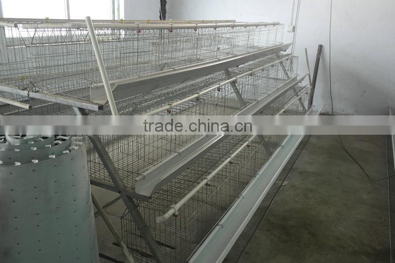 20000 Layer Farm Equipment large scale automatic project