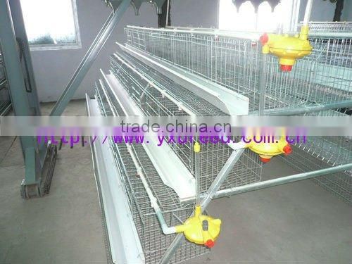Automatic Poultry Equipment for 20000 birds farm sale
