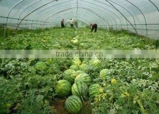 Agricultural greenhouse plastic film