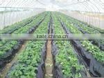 soft agricultural film/agricultural mulch film /greenhouse film
