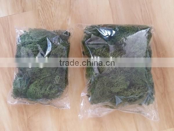 Ribbon soften natural art moss from Chinese forest and mountain