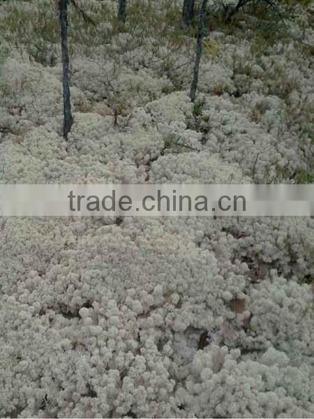 Ribbon soften natural art moss from Chinese forest and mountain