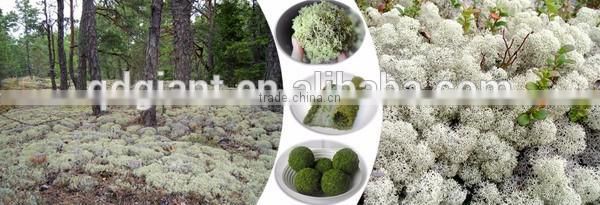 Decoration natural reindeer moss for Christmas