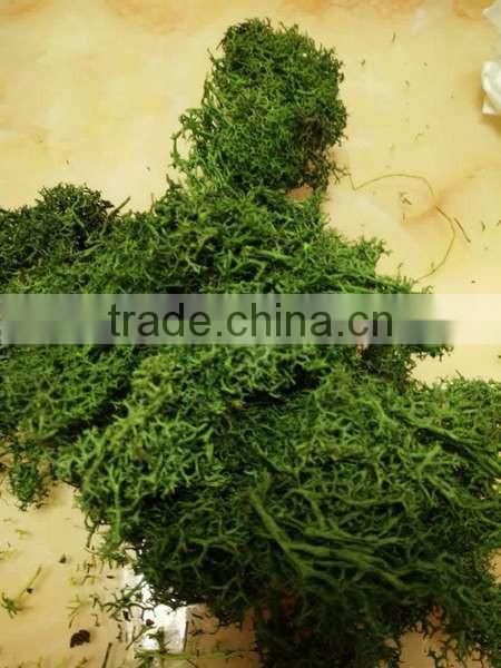 Decoration natural reindeer moss for Christmas