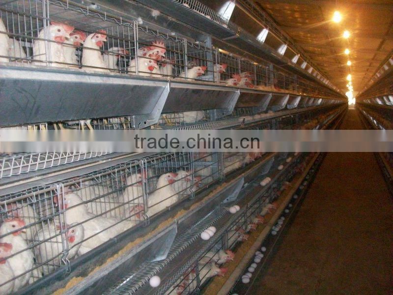 China Professional High Quality Layer Egg Chicken House