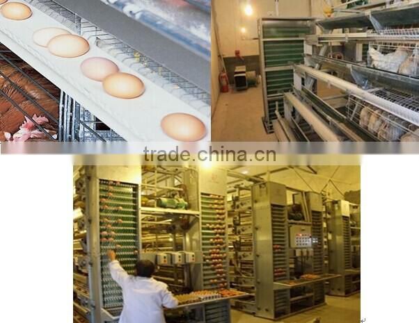 Hot sale chicken wire cage with equipment