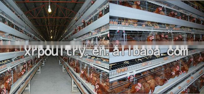 Hot sale chicken wire cage with equipment