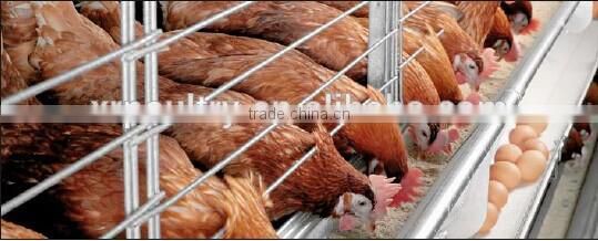 CHICKEN CAGES A TYPE RAISING EQUIPEMENT
