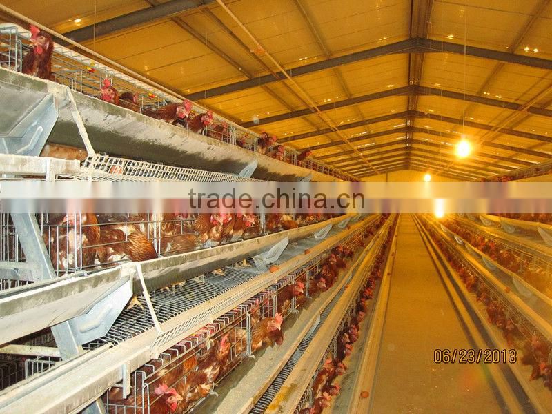 QDXR-4A-4-128T plan A type automatic chicken layer egg collecting system