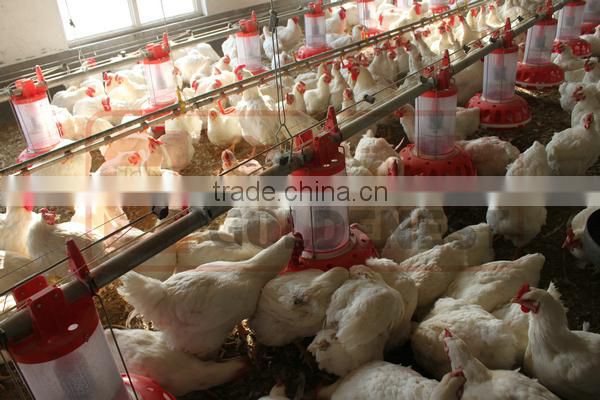 automatic poultry chicken farming equipment / system