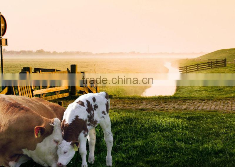 RFID Ear Tag for Animal Traceability (Top Quality, Top Service)